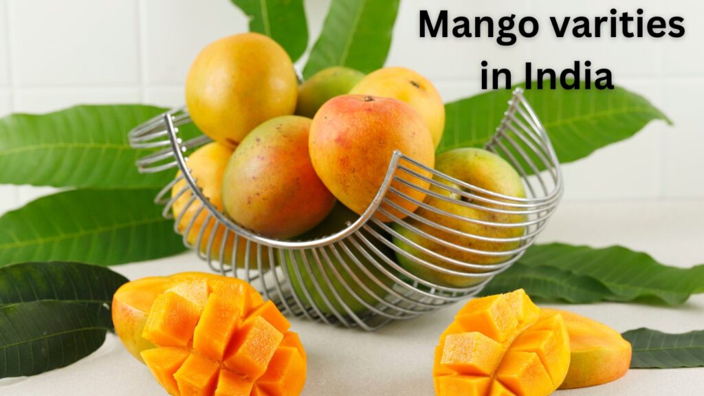 Mango varieties in India