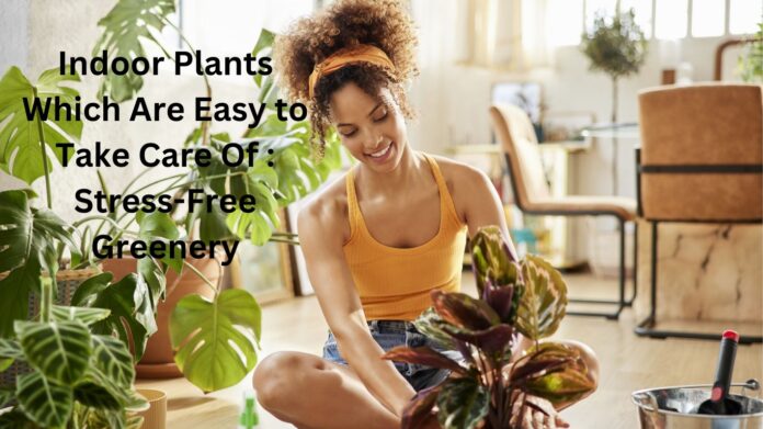 plants are easy to take care of