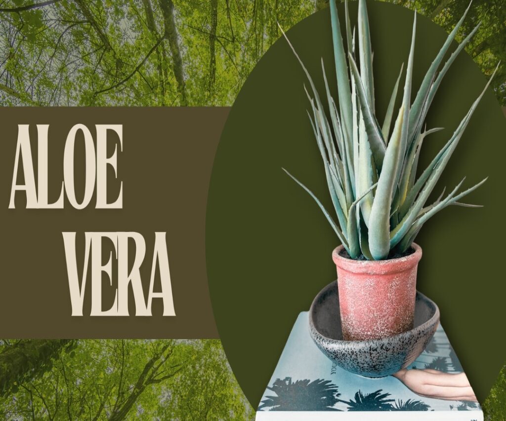 Aloe Vera