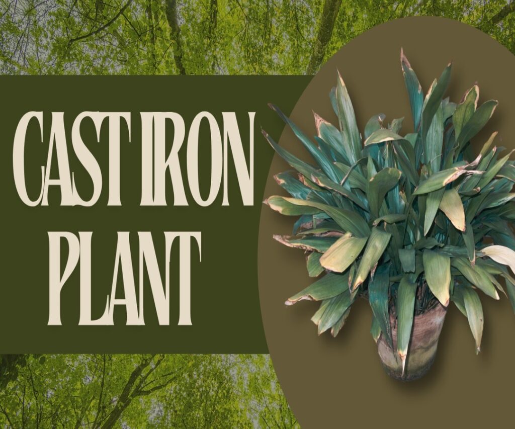 Castiron Plant