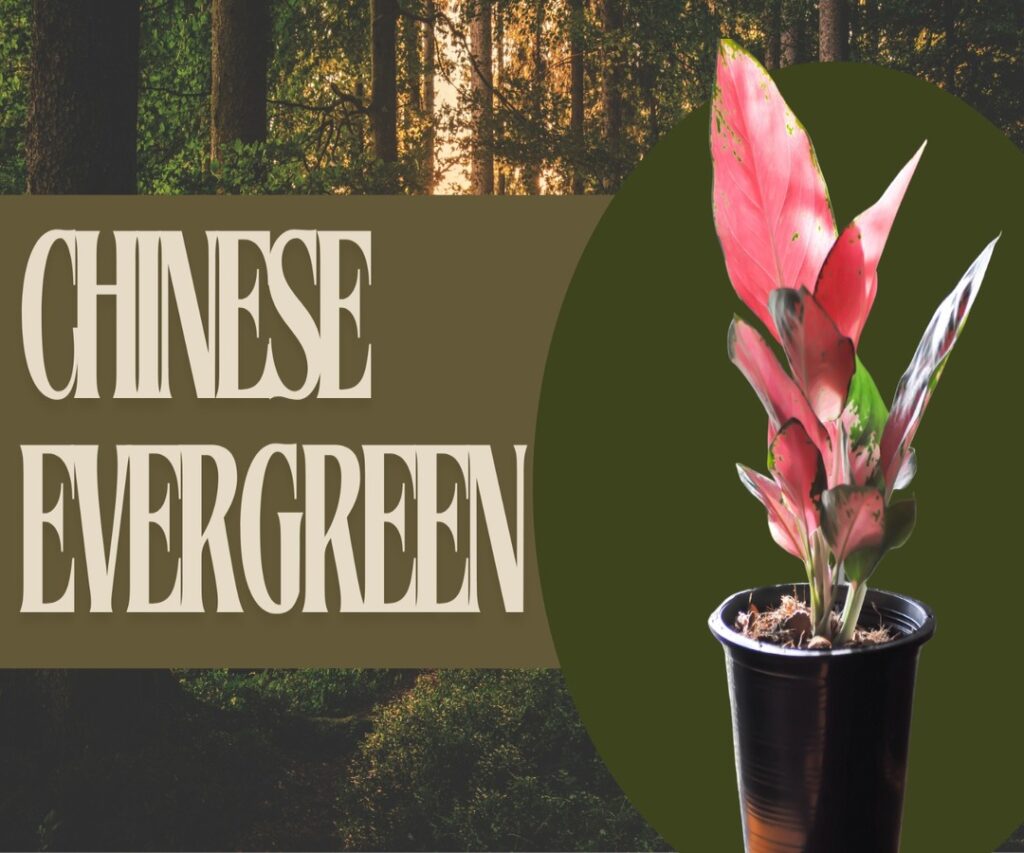 Chinese Evegreen Plant