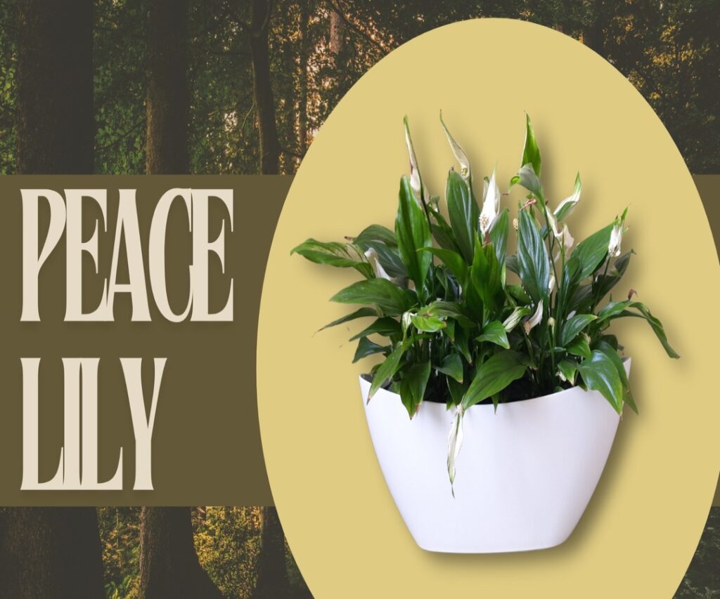 Peace Lily