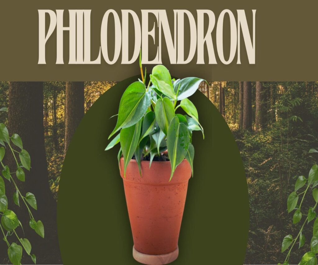 Philodendron Plant