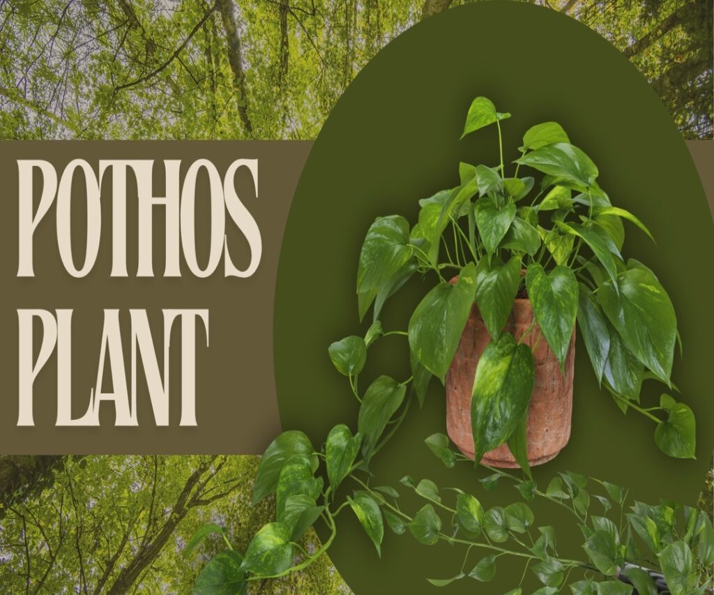 Pothos Plant