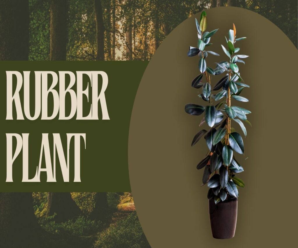 Rubber Plant