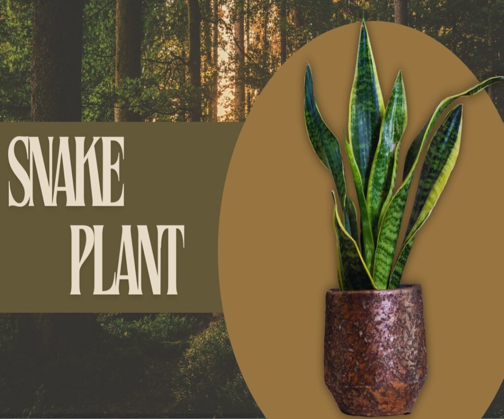 Snake plant