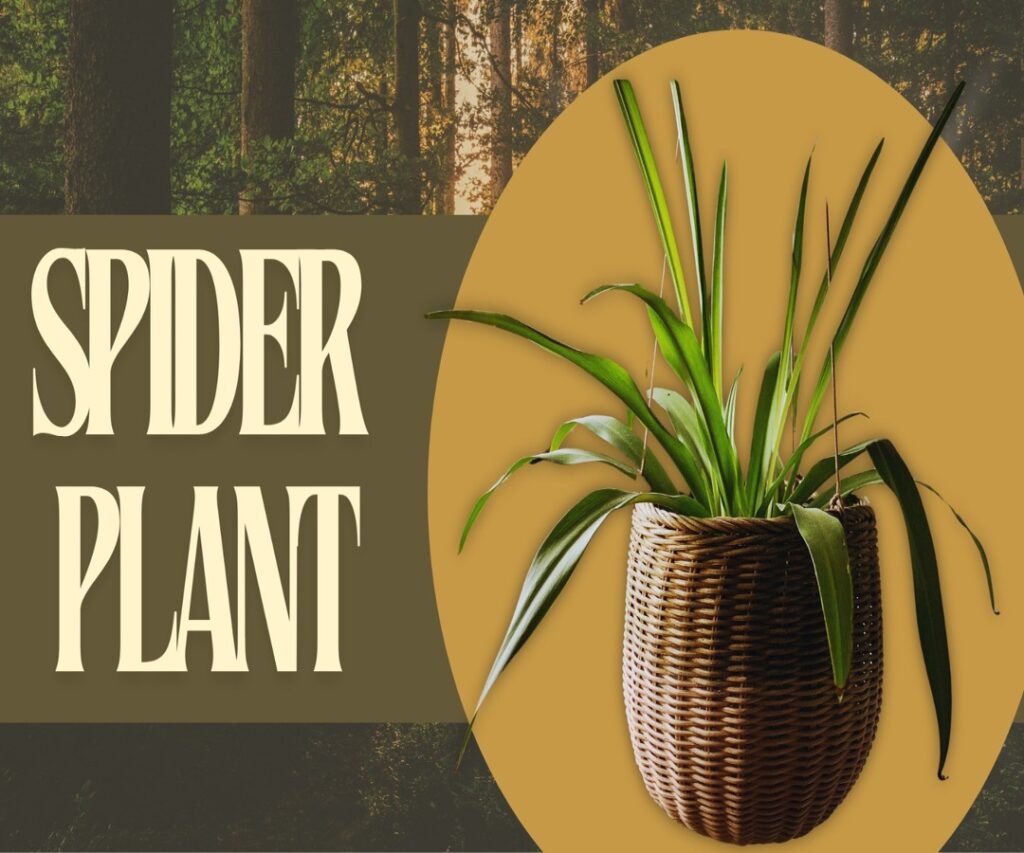 spider plant