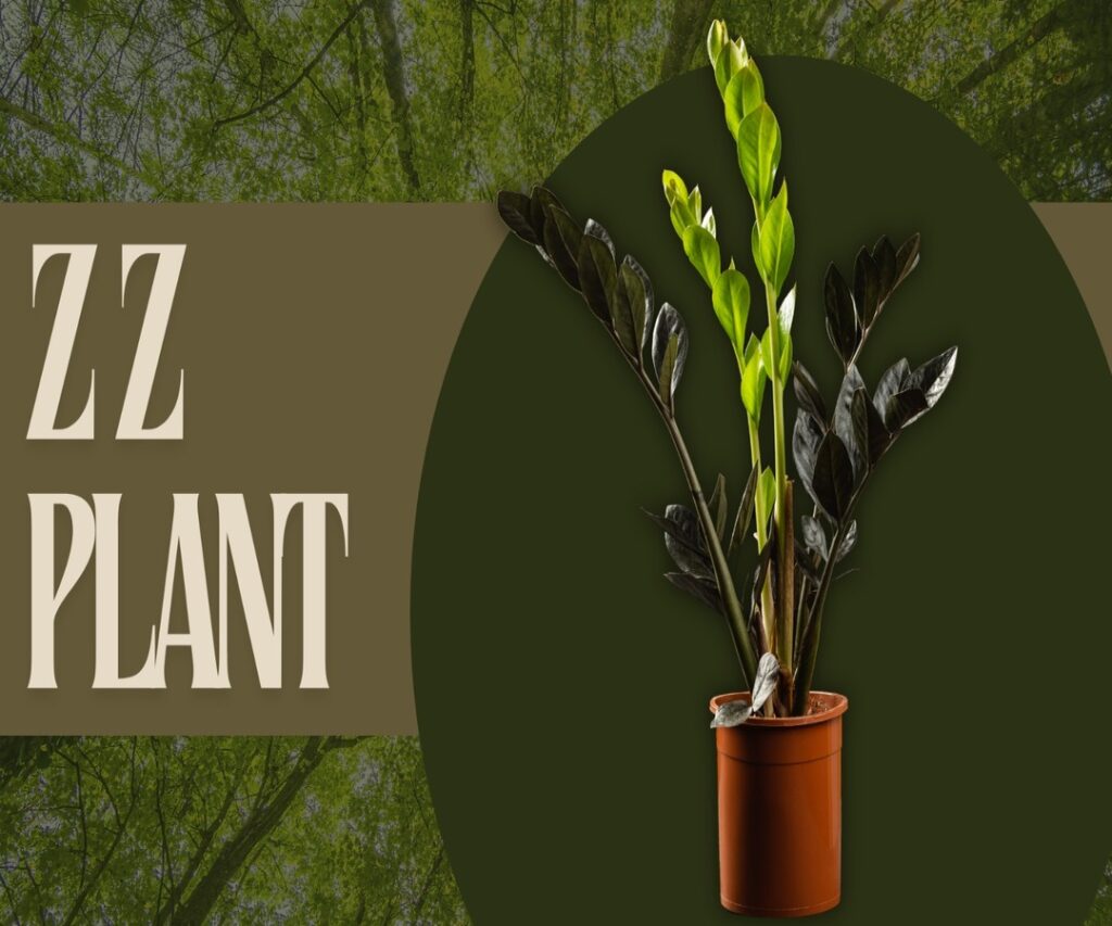 ZZ plant